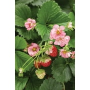 Angle View: 4-Pack, 4.25 in. Eco+Grande, Berried Treasure Pink Strawberry (Fragaria) Live Plant, Pink Flowers and Red Strawberries