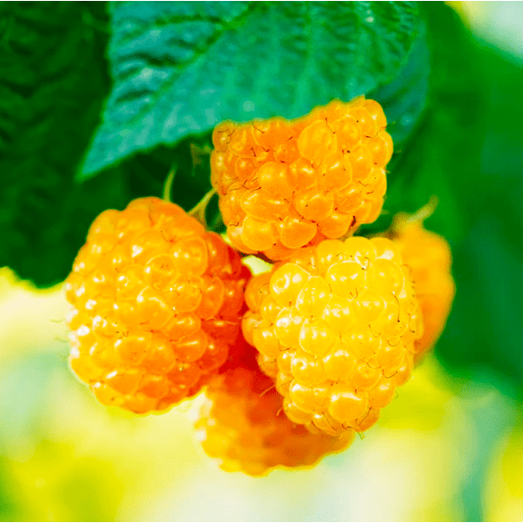 Gold Raspberry Live Rooted Starter Plant for Planting, 5 to 10 Inch Tall, Dormant Starter Plant, Sweet Yellow Berries Fruit Tree in Home Garden, Golden Everbearing Bare Root
