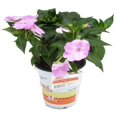 thumbnail image 4 of SunPatiens Hot Pink Impatiens Live Plants in 1QT Grower Pot for Indirect Light, 4 of 10