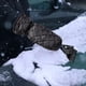 thumbnail image 5 of Pala de nieve con removedor de guantes Herramienta limpia Deshielo Azul Cola Pala de nieve, 5 of 8