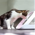 thumbnail image 2 of Comedero para mascotas SureFlap Microchip Connect con control por app, 2 of 7