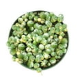 thumbnail image 2 of Variegated Senecio String of Pearls Succulent (6"+ Clay Pot) - Tiny, Lovely, Easy to Care Succulent for Beginners - Live Healthy Succulent for Home Office - Best Trailing Indoor Plant, 2 of 7