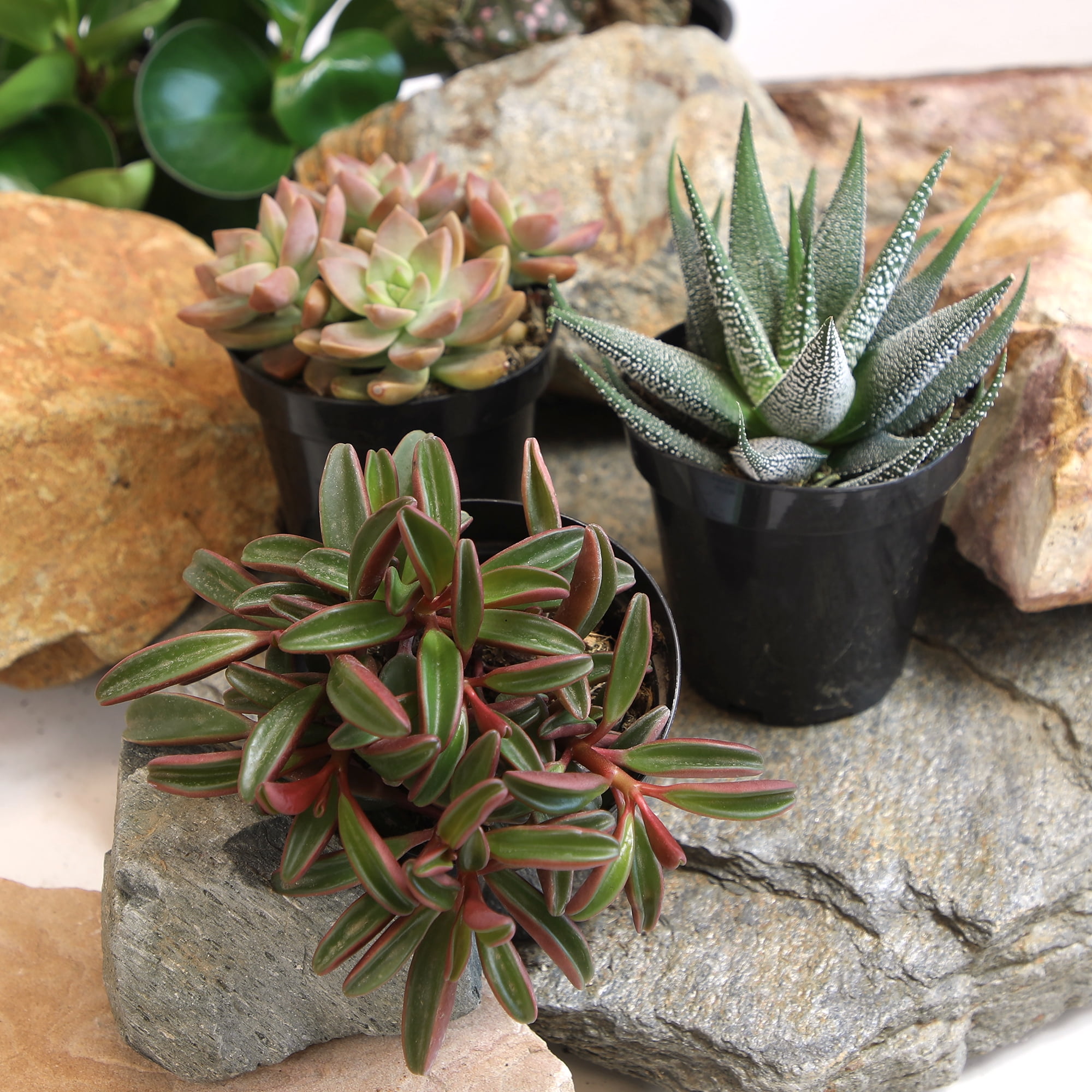 Altman Plants Pet-safe Succulents (3-pack) Easy Care Indoor Plants in 3.5 in. Grower Pots