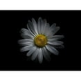 thumbnail image 3 of Carson, Brian 24x19 Black Modern Framed Museum Art Print Titled - Backyard Flowers White 60, 3 of 5