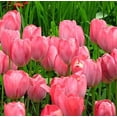 thumbnail image 1 of GSDWIUEW Tulip Bulb Perennial Plant Bulk Bulb for Planting Flowering Bulbs (5 Bulbs,Sweet English Rose Tulip), 1 of 2