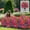 Purple1186, variant on LEFTHIGH Home Upgraded Artificial Plants Outdoor Courtyard Scenery Simulation Flower Ground Planting Morning Glory 20.08in