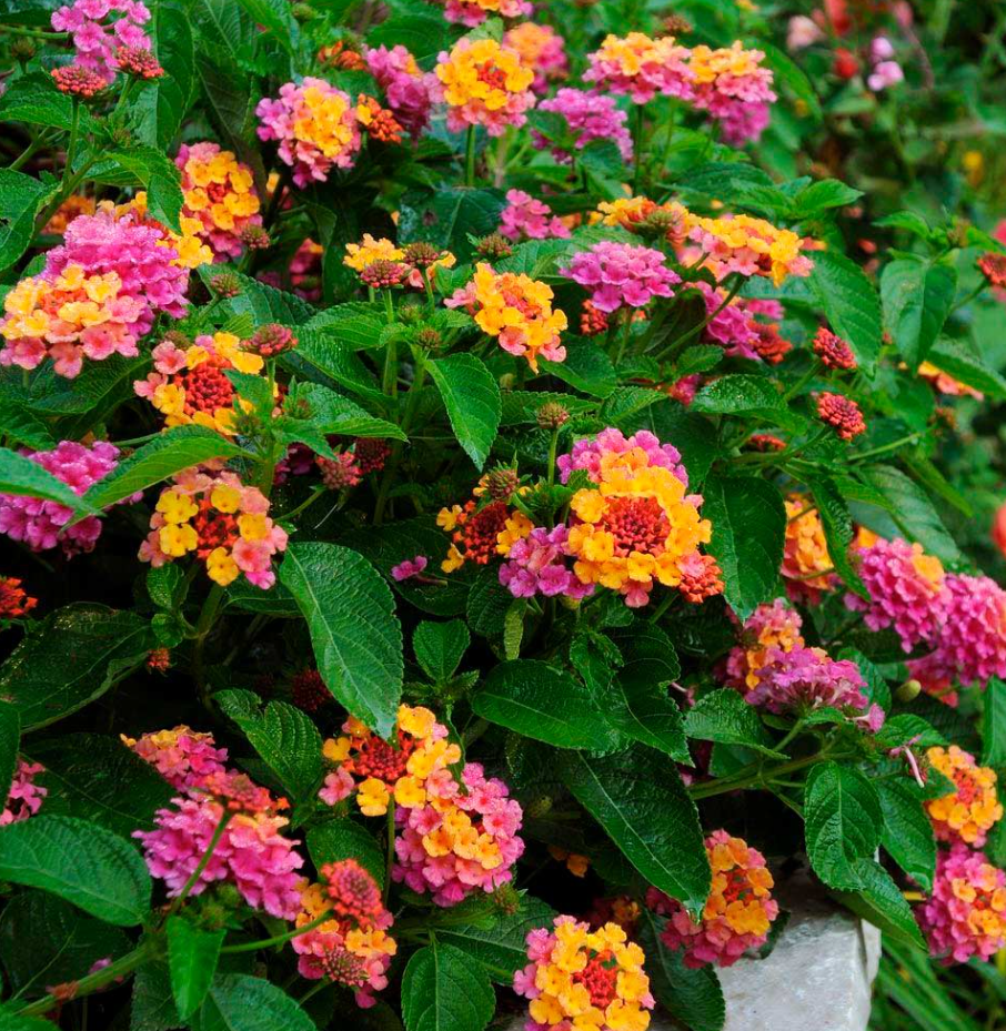 Rose Lantana Plant Live for Planting Outdoors, 5 to 7 Inch Tall, Fragrant Lantana Live Plants for Planting Outdoors, Butterfly Lantana Perennial Flowers Lantana Trees, No Pot