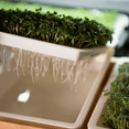 thumbnail image 7 of Gardener's Supply Company Bamboo Microgreen Growing Tray with Self-Watering Tray & Mats, 7 of 7