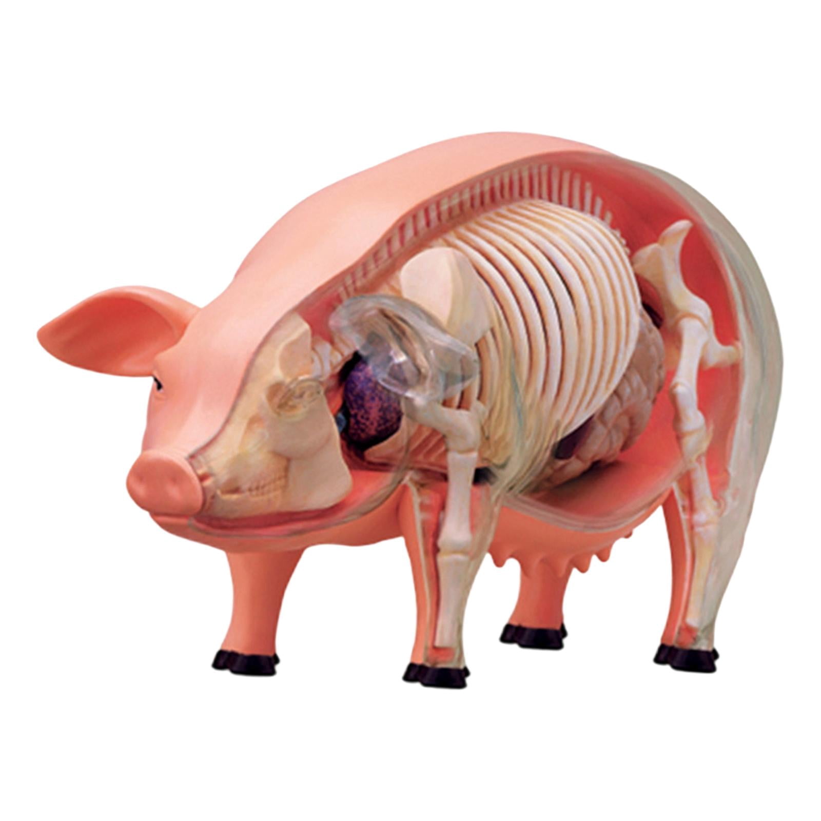 Tedco Toys 4D Vision Orca Anatomy Model - Walmart.com