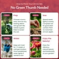 thumbnail image 3 of Created By Nature Zinnia Wildflower Seeds, 2,200+ Flower Seeds, Giant Zinnia Seeds, 3 of 6