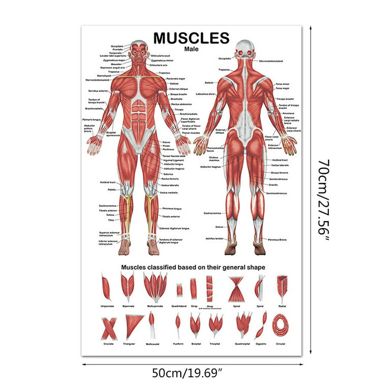 Male Chest Muscles Labeled Educational Medical Chart Black Wood Framed Art  Poster 20x14