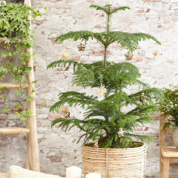 Norfolk Island Pine Tree Vibrant Green House Plant Partial Sunlight Walmart Com