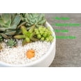 thumbnail image 4 of 2.4lb Succulent and Cactus Bonsai DIY Rocks, White Gravel for Terrarium, Fairy Gardening, Top Dressing, Mini White Rocks, 4 of 7
