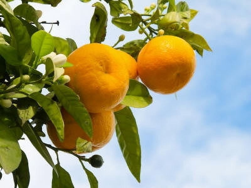 Orange Sweet Essential Oil - 100% Pure and Natural by Silky Scents