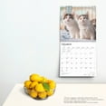 thumbnail image 5 of Maine Coon Cats | 2025 12x24" (Hanging) Square Wall Calendar | BrownTrout, 5 of 9