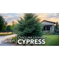 thumbnail image 4 of Carolina Sapphire  1 Extra Large 3 Gallon Trees  Cupressus arizonica 'Carolina Sapphire'  Fast-Growing Privacy Fence  Evergreen Landscape Screening Plants, 4 of 9