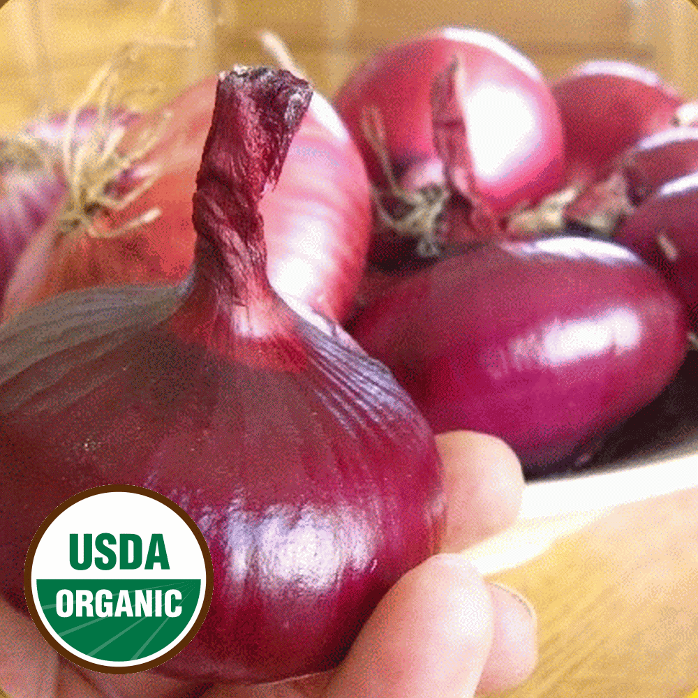 Everwilde Farms 1 Lb Organic Red Cipollini Onion Seeds Gold Vault Bulk Seed Packet