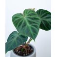 thumbnail image 6 of Philodendron Verrucosum - Ecuador Philodendron - Live Starter Plant in a 2 Inch Pot - Extremely Rare Indoor Houseplant - A Marvel of Nature's Elegance, 6 of 6