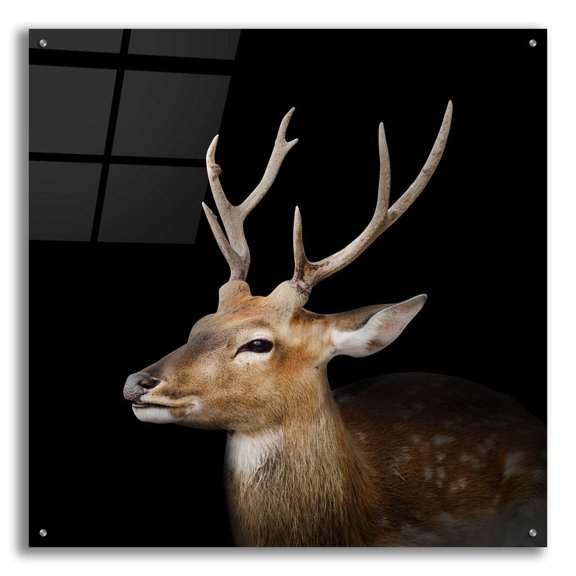 Epic Art 'Sika Deer' by Epic Portfolio Acrylic Glass Wall Art, 36"x36"