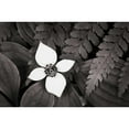 thumbnail image 3 of Audit, Lisa 14x11 Black Modern Framed Museum Art Print Titled - Bunchberry and Ferns I BW, 3 of 5