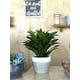 Costa Farms Live Indoor 14in. Tall Green Janet Craig; Bright, Indirect ...