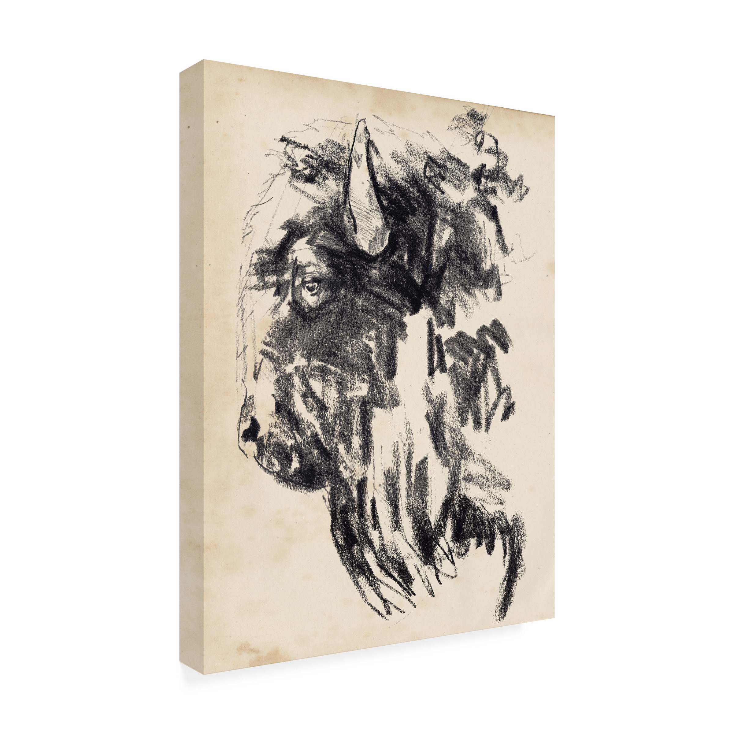 Jennifer Paxton Parker 'Bison Head Gesture II' Canvas Art