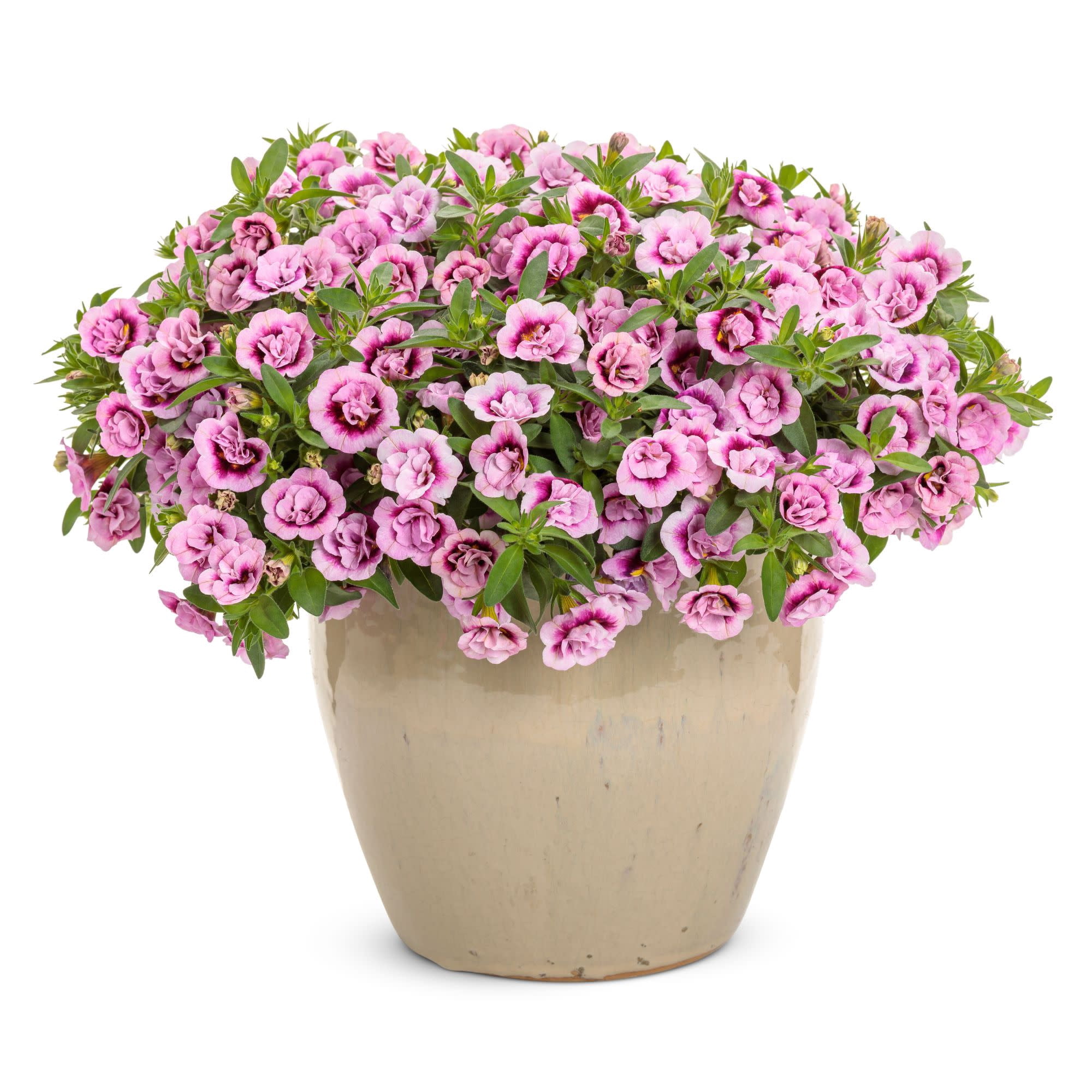 Proven Winners 4" Superbells Double Smitten Pink Calibrachoa Live Plant in 4.25" Pot (4 Count)