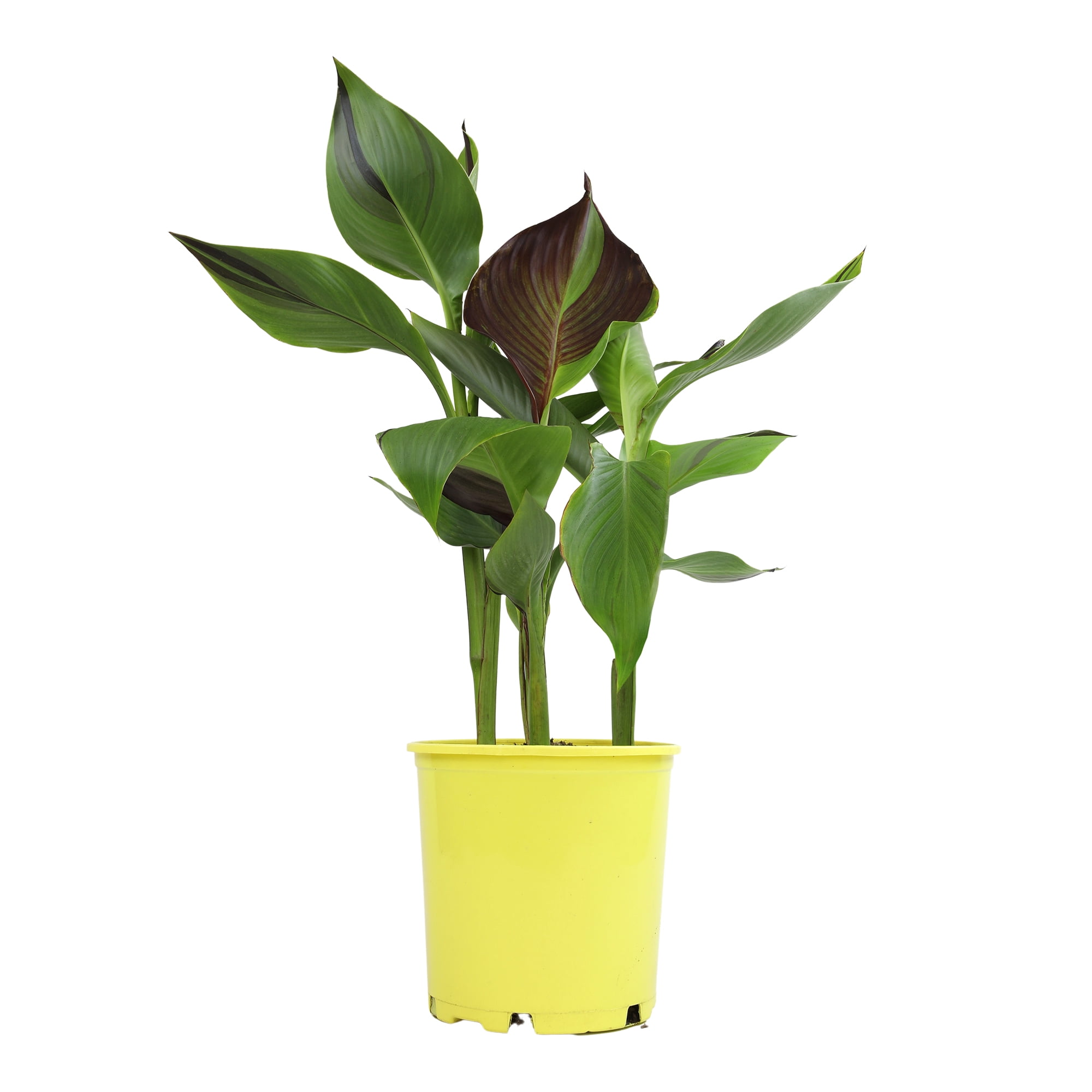Altman Plants Kaleidoscope Canna Lily | 4qt. Grow Pot; Full Sun | Flowering Perennial, Outdoor Plant