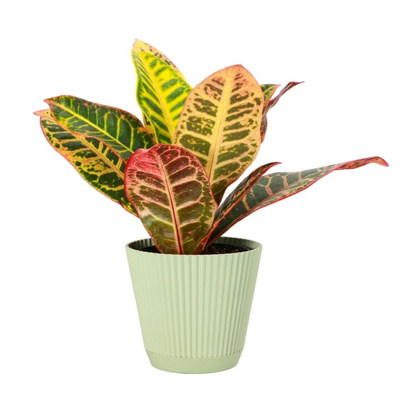 Live Petra Croton Plant - Colorful Foliage - 4" Decorative Pot Cover - Thorsen's Greenhouse