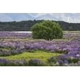 thumbnail image 2 of Flaherty, Dennis 18x13 White Modern Wood Framed Museum Art Print Titled - New Zealand, South Island Lupine and tree, 2 of 4