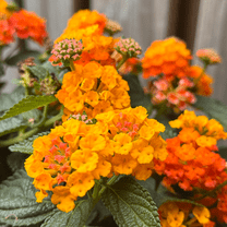 Purple Lantanas Live Plant, Bright Purple Flowers Shrubs, Lantanas Bush Live in 4 Inch Pot for Long Last Blooming