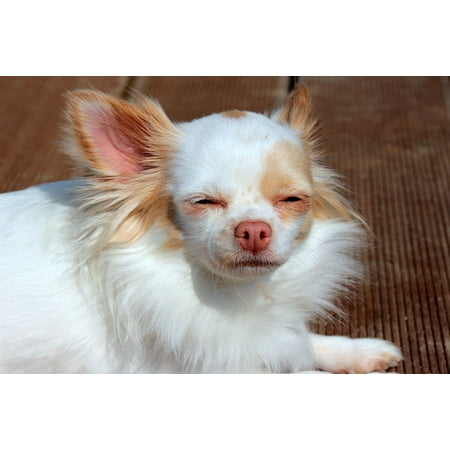 Peel N Stick Poster Of Chihuahua Long Hair Chihuahua Small Dog