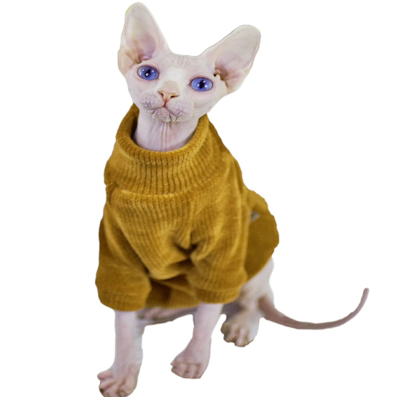 Hairless cat with a sweater best sale