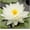 White, variant on Live Water Lily Tubers | Pre-Grown Hardy Lily Rhizome in White, Pink, Red, Yellow, Orange, Purple (Purple)