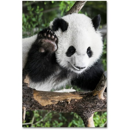 Panda Canvas Reproduction - Trademark Fine Art