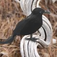 thumbnail image 4 of 1/3/6 Pájaro Negro Cuervo Prop Pluma Simulación Cuervo Negro Decoraciones de Halloween FLhrweasw Nuevo, 4 of 8