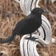 thumbnail image 4 of 1/3/6 Pluma Animal Modelo Simulación Cuervo Negro Pájaro Negro Cuervo Prop Adornos, 4 of 5