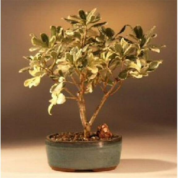 Pittosporum Tobira Variegata Flowering Japanese Mock Orange Bonsai Tree