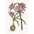 thumbnail image 2 of Gango Home Decor Contemporary Vintage Floral I & II on White by Wild Apple Portfolio (Ready to Hang); Two 12x18in Brown Framed Prints, 2 of 5