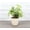 Natural, variant on Live Butterfly Syngonium Plant - 4" Biodegradable Pot - Terra Cotta
