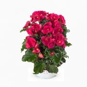 Proven Winners, Outdoor, Live Plants, Coco, Combination, 2G, Each