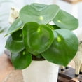 thumbnail image 4 of Raindrop Chinese Money Plant -  Peperomia polybotrya - 3.75" Pot, 4 of 4