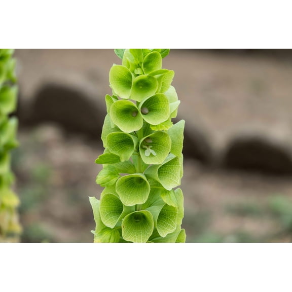 150 BELLS OF IRELAND ( Lady In The Bathtub / Shell Flower ) Moluccella Laevis Green Flower Seeds