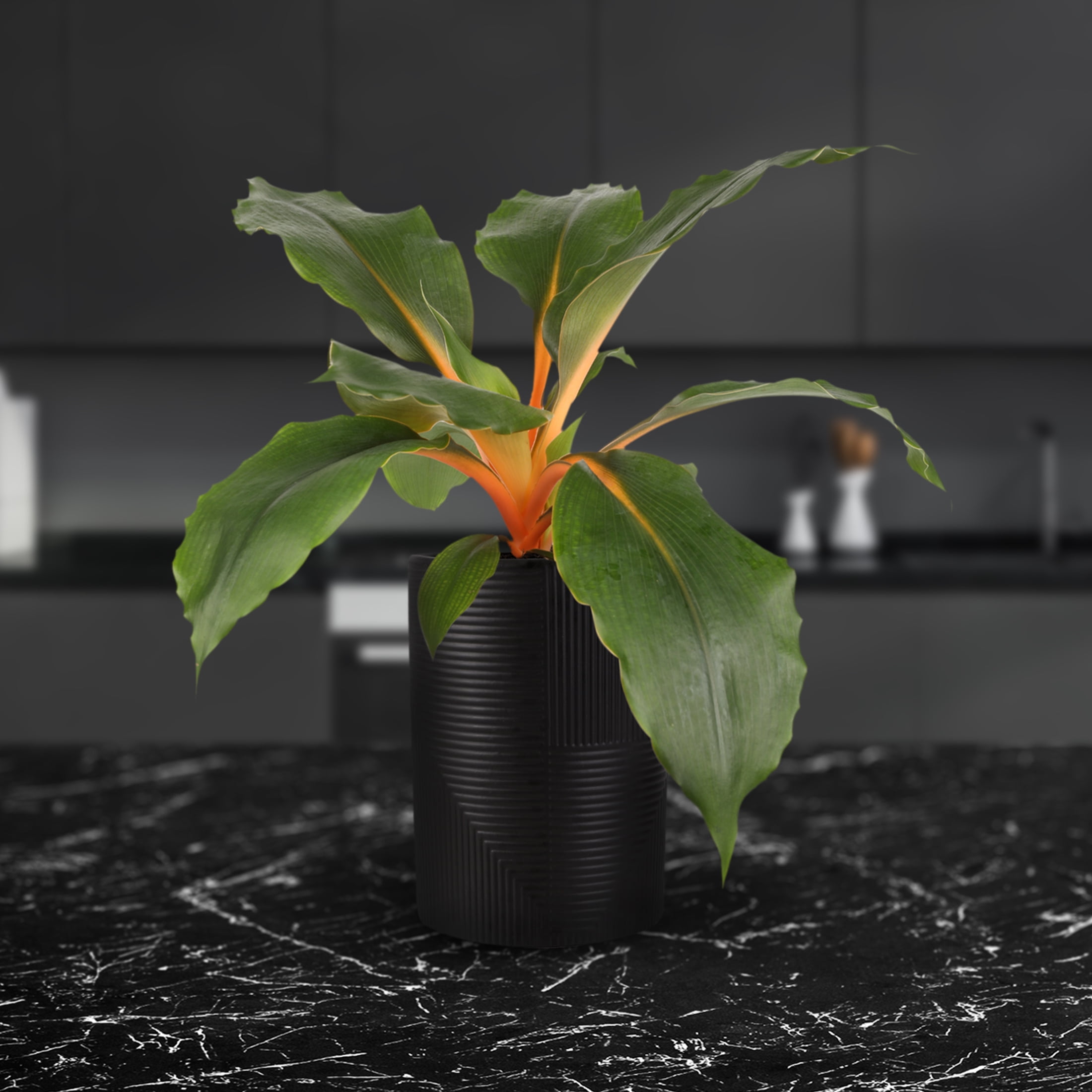 Wild Interiors Orange Spider Plant in Sleek Black Pot – 5in Bold Accent