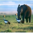 thumbnail image 2 of Fitzharris, Tim 27x26 Gold Ornate Wood Framed with Double Matting Museum Art Print Titled - Crowned Cranes with Elephant-Amboseli National Park-Kenya, 2 of 4