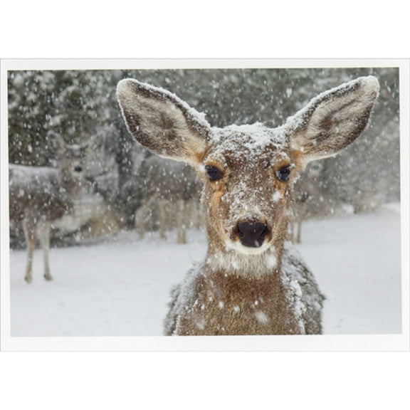 Palm Press Deer in Falling Snow Closeup Photo Box of 10 Christmas Cards
