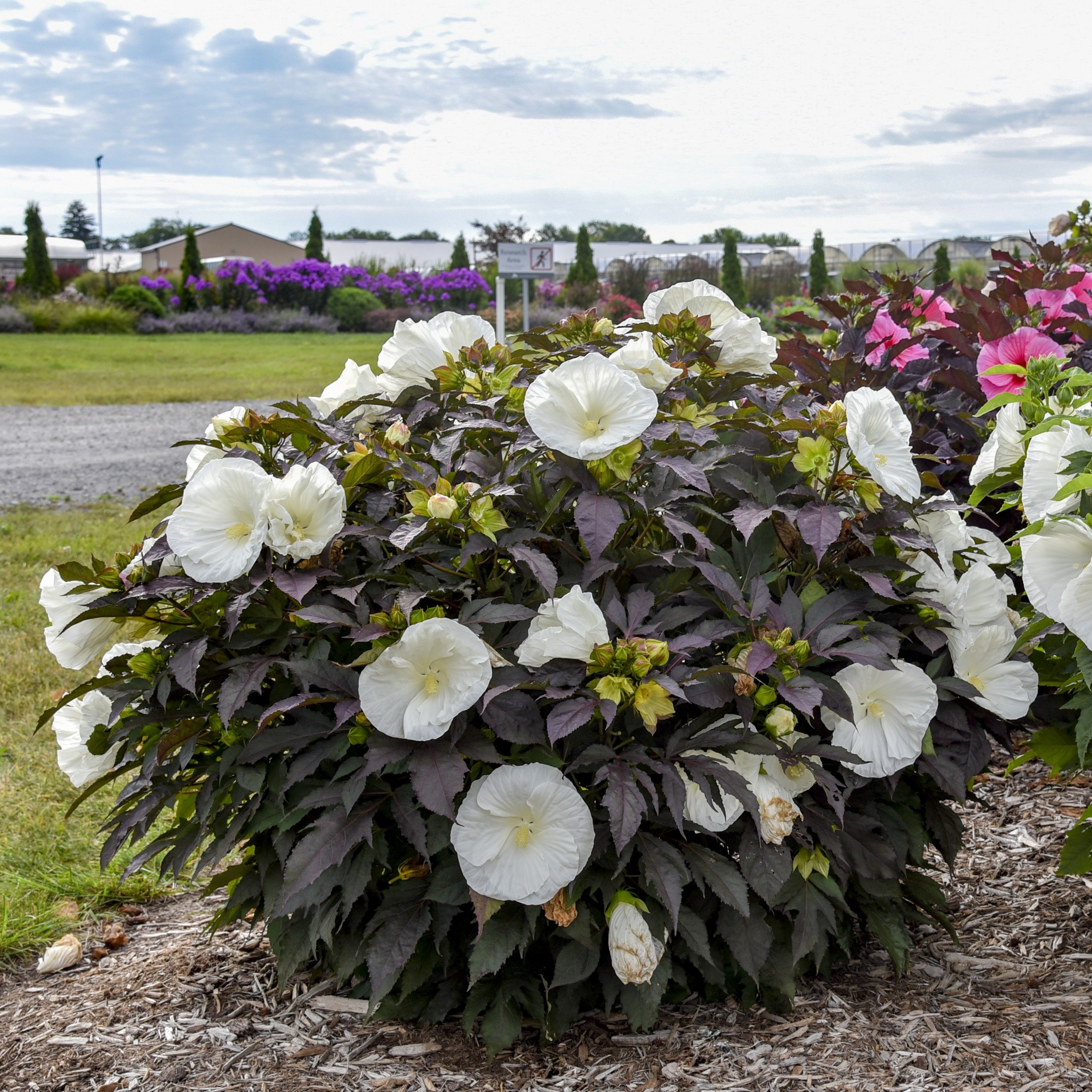 Proven Winners 18" White Summerific 'Cookies and Cream' Rose Mallow Live Plant in 8.88" Pot