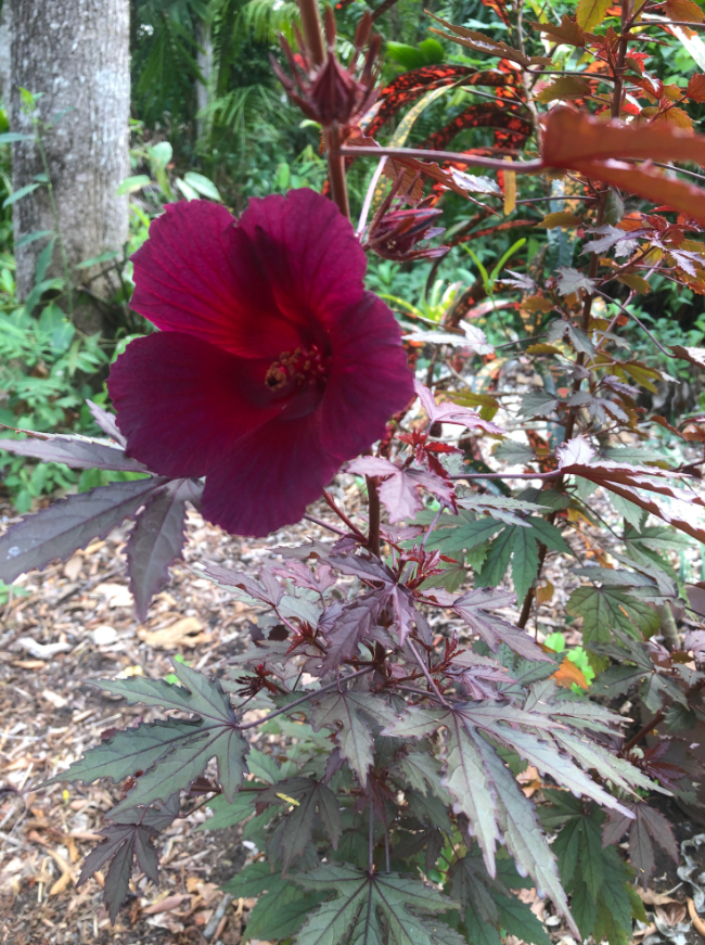Set 2 Cranberry Hibiscus Live Plant, Hardy Red Hibiscus Flowering Starter Plant for Garden or Containers, 4–7 Inch Tall