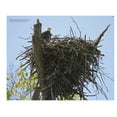thumbnail image 3 of Inside a Bald Eagle's Nest: A Photographic Journey Through the American Bald Eagle Nesting Season, (Hardcover), 3 of 4