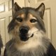 thumbnail image 1 of Halloween horror latex stuffed animal head mask dance party simulation cos, 1 of 1